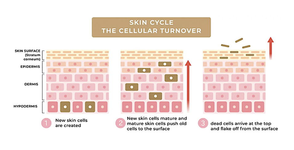 Diagram of the skin renewal cycle and cellular turnover